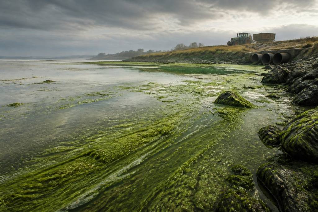 Algues vertes en bretagne : causes, impacts et solutions